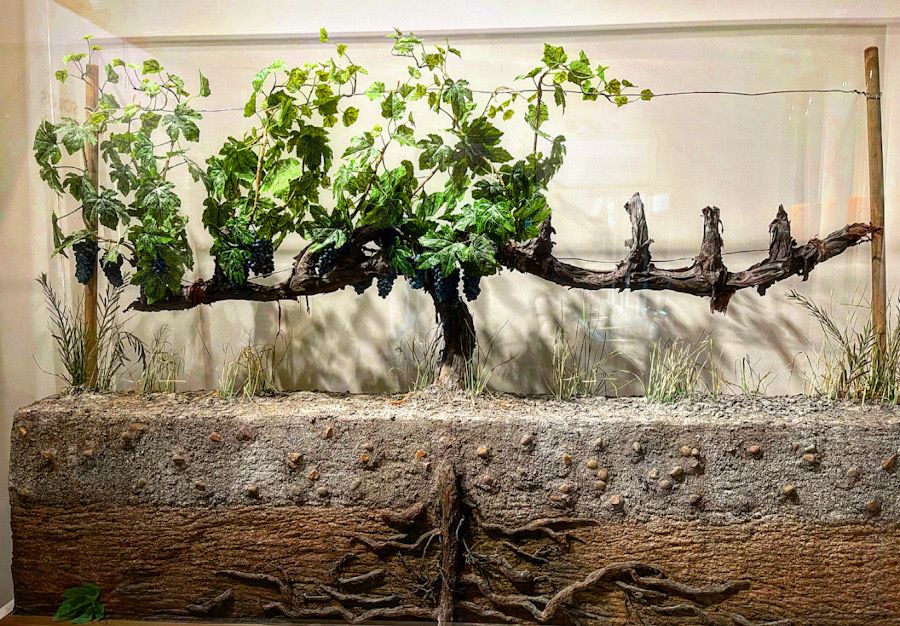 wow museo vino viñas
