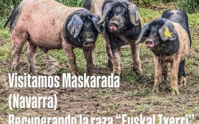 Maskarada (Navarra) recuperando la raza “Euskal Txerri”
